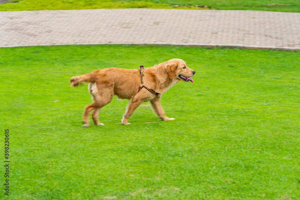 Cute golden retriever dog walking in the park Cute golden retriever dog walking in the park
