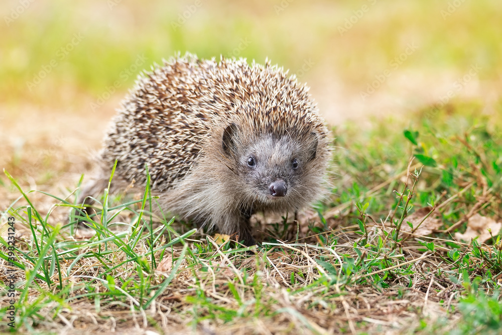 Naklejka premium hedgehog on the grass.