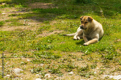 Mountain dog resting in grass in  Bucegi mountains,  Bucegi National Park,  Romania,  summer day © Oana