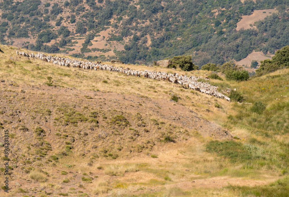 herd of sheep and goats grazing