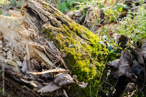 Moss on the tree bark © caocao191