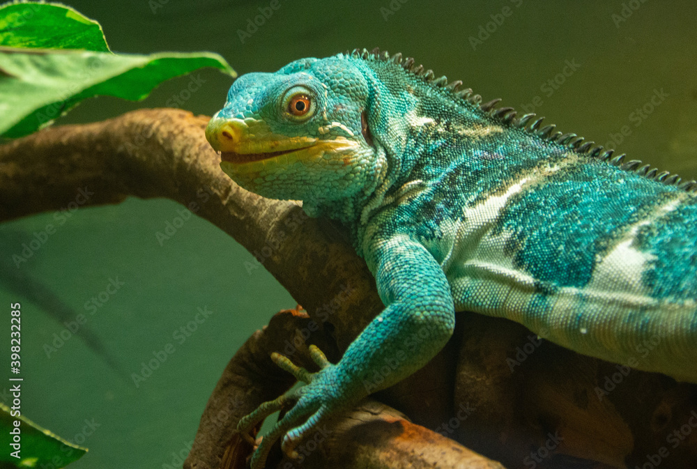 Fototapeta premium Critically endangered Fijian crested iguana