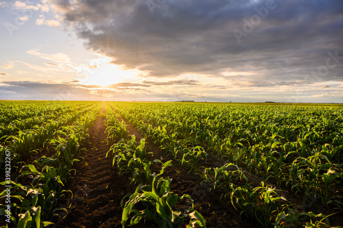 Open corn field at sunset.