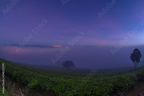 Wallpaper Mural misty morning in tea farm at  Cau Dat at Lam Dong province. This is one of the famous tourist attraction at Da Lat, Viet Nam. Torontodigital.ca