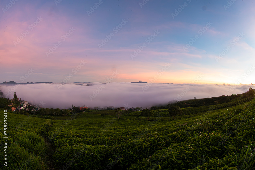 misty morning in tea farm at  Cau Dat at Lam Dong province. This is one of the famous tourist attraction at Da Lat, Viet Nam.