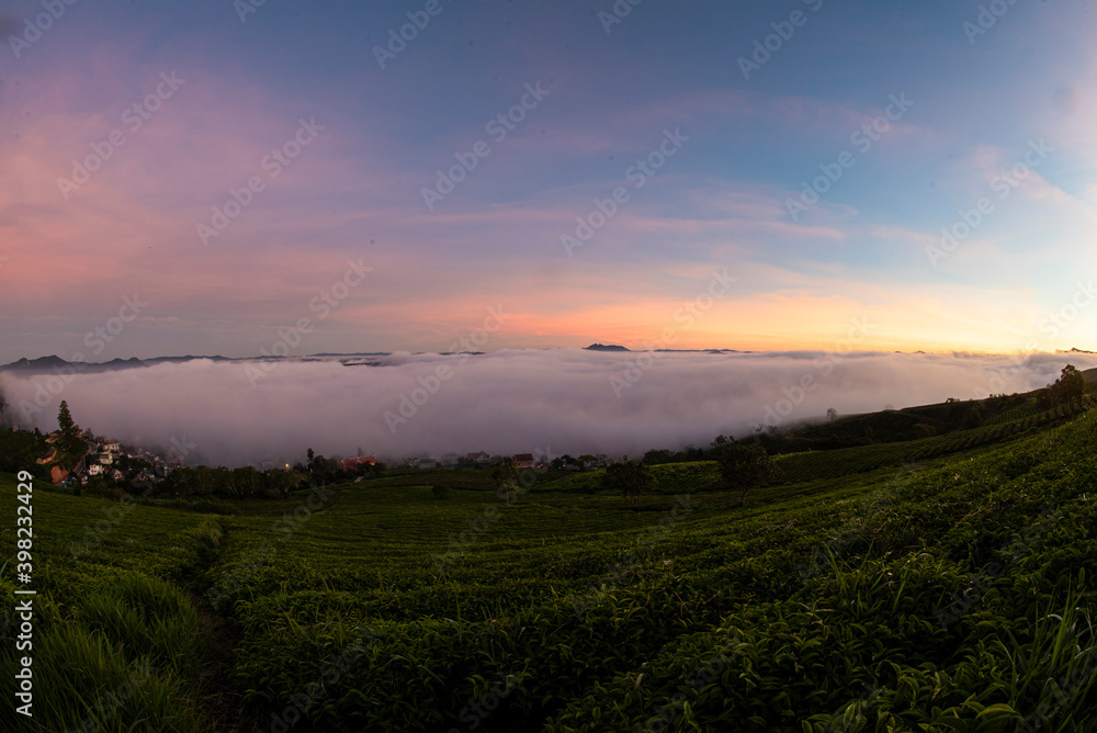 misty morning in tea farm at Cau Dat at Lam Dong province. This is one of the famous tourist attraction at Da Lat, Viet Nam. misty morning in tea farm at Cau Dat at Lam Dong province. This is one of the famous tourist attraction at Da Lat, Viet Nam.
