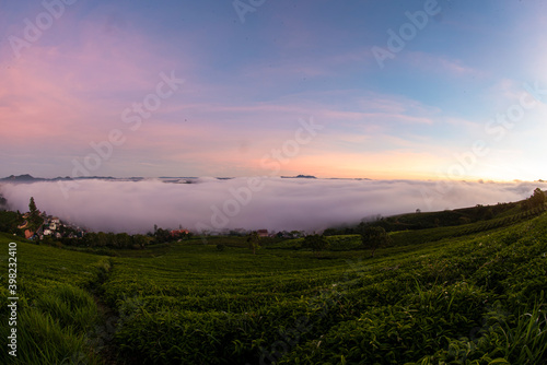 misty morning in tea farm at  Cau Dat at Lam Dong province. This is one of the famous tourist attraction at Da Lat  Viet Nam.