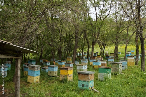 bee hives in the field