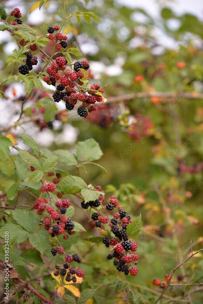blackberry branches with manny red and black fruits. Rubus plicatus unripe on cloudy day
