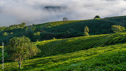 Beautiful highland tea plantations in Cau Dat at Lam Dong province. This is one of the famous tourist attraction at Da Lat, Viet Nam.