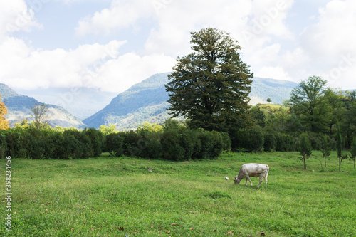 White cow grazing on a green field field among the mountain peaks. Park, Salkhino. Martvili photo