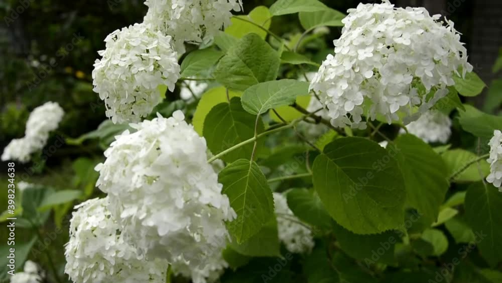 White hydrangea close up. The Latin name is Hydrángea. Blooming sun shrubs for garden decoration. White hydrangea close up. The Latin name is Hydrángea. Blooming sun shrubs for garden decoration.
