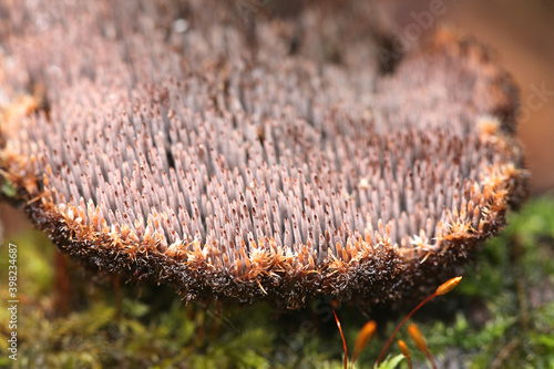 Gloiodon strigosus, a tooth fungus from Finland with no common english name