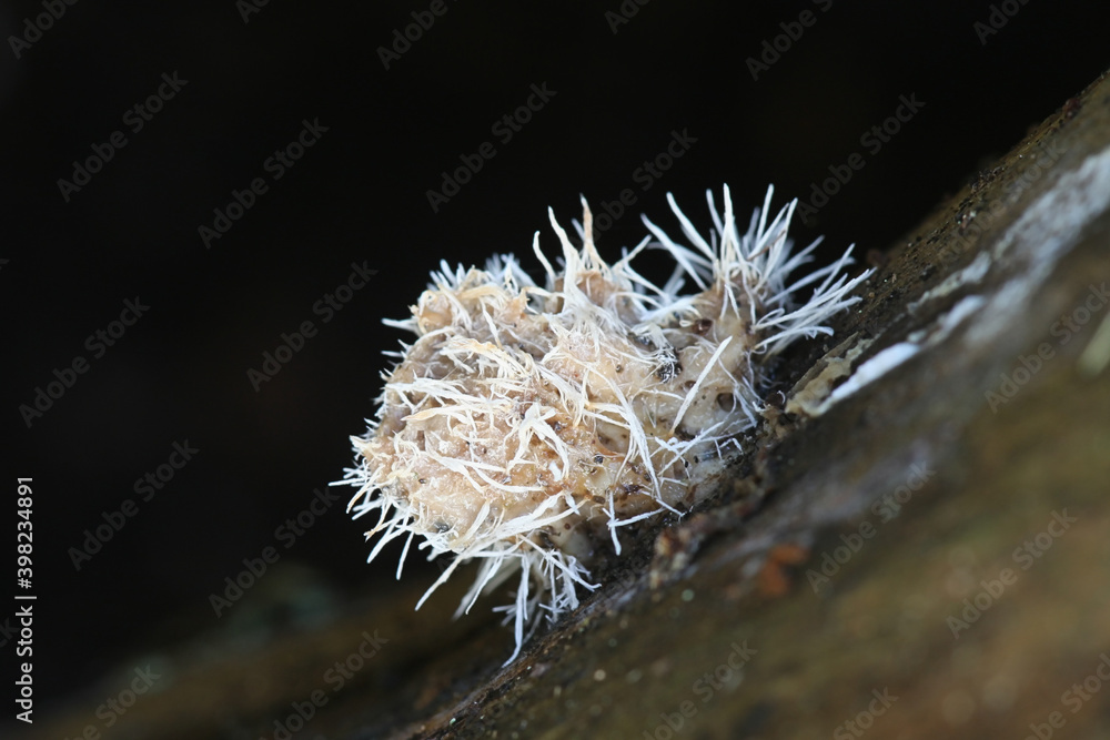Tilachlidium brachiatum, known as cactus fungus, a sac fungi growing on spruce deadwood Tilachlidium brachiatum, known as cactus fungus, a sac fungi growing on spruce deadwood