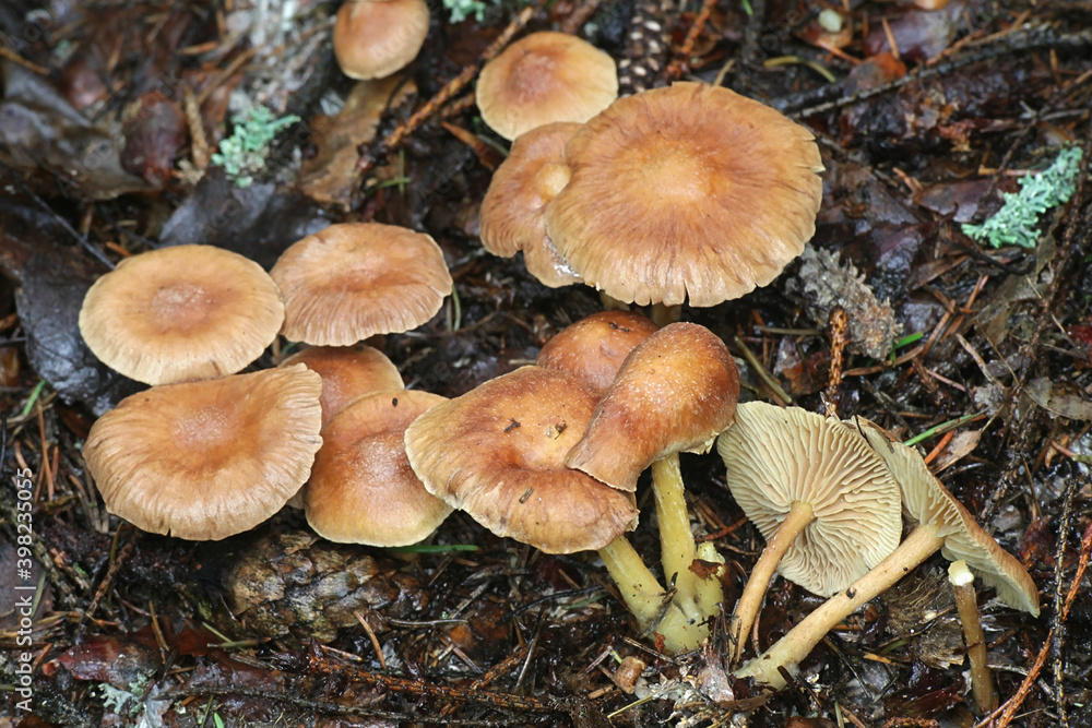 Gymnopus peronatus (formerly called Collybia peronata or Marasmius urens), known as wood woolly-foot, wild mushroom from Finland Gymnopus peronatus (formerly called Collybia peronata or Marasmius urens), known as wood woolly-foot, wild mushroom from Finland