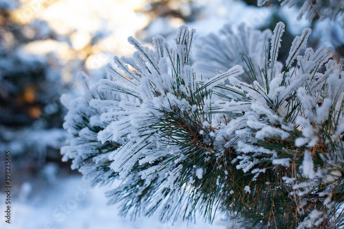 Large horizontal photo. Winter time. Winter landscape. Russia. Winter snowy forest. Christmas trees covered with snow. Large white spruce branches close-up. Frosty morning in the forest.