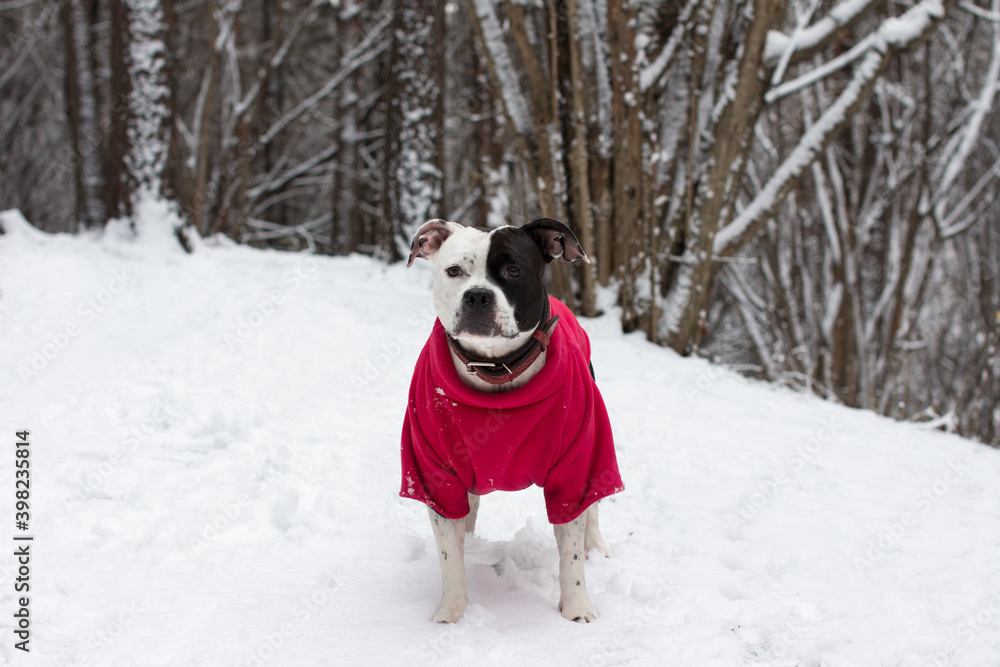 Black and white dog on a walk in the winter white forest in a red sweater.