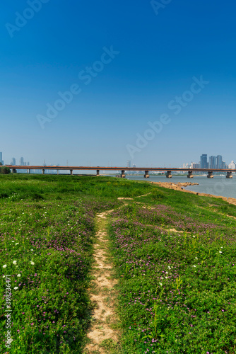 flower field in park at city center and modern city