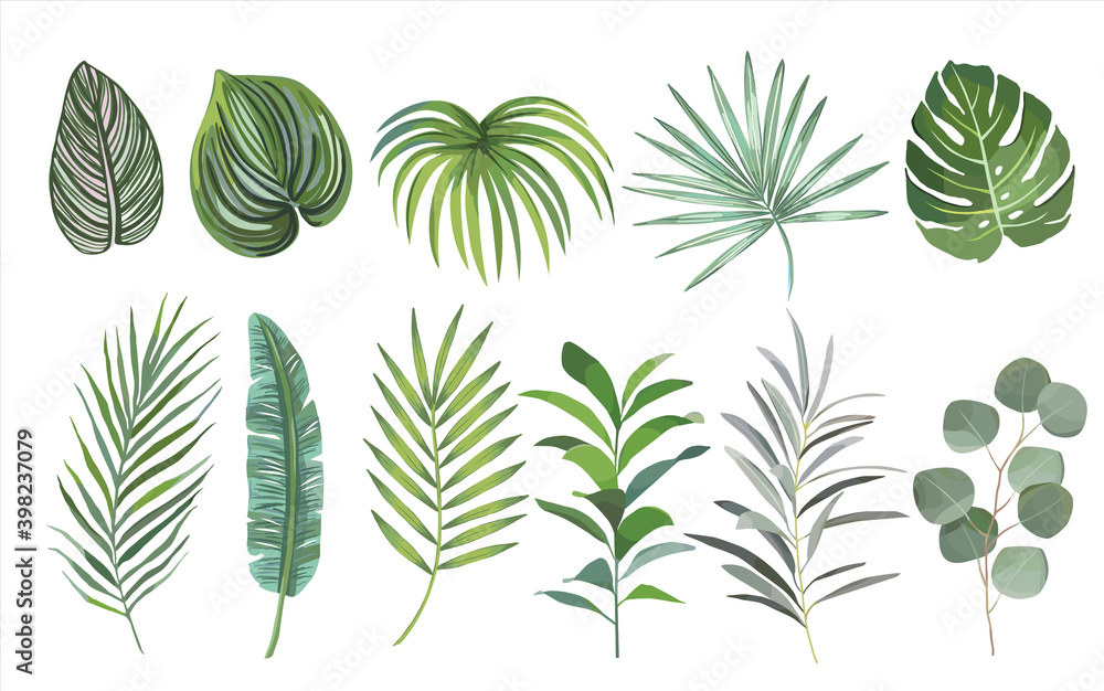 watercolor hand drawn Set of tropical leaves. vector design concept