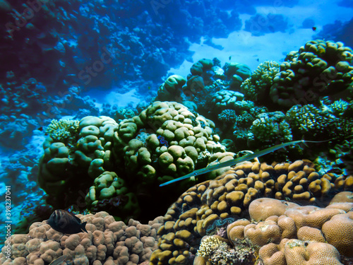 Underwater landscape with coral formations and tropical fish, Red Sea, Egypt