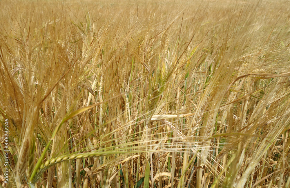 Fototapeta premium Agricultural rye filed bacground.