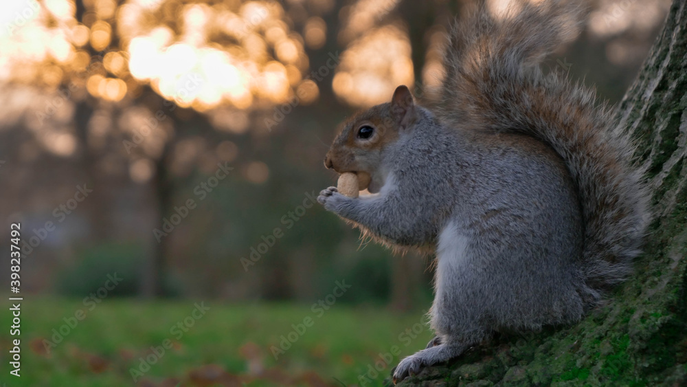 Obraz premium Squirrel in The Park