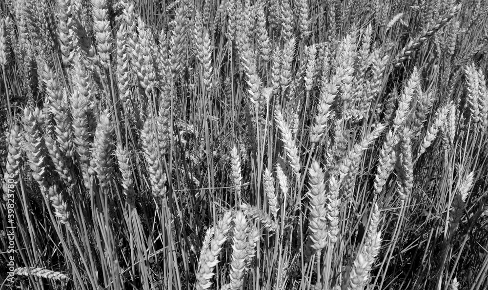 Agricultural rye filed background. Black and white Agricultural rye filed background. Black and white