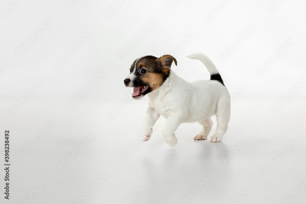 Little young dog posing cheerful. Cute playful brown white doggy or pet playing on white studio background. Concept of motion, action, movement, pets love. Looks delighted, funny. Copyspace for ad.