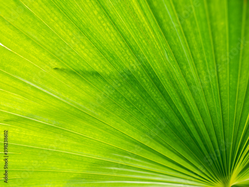 Pattern of Fountain Palm Leaf