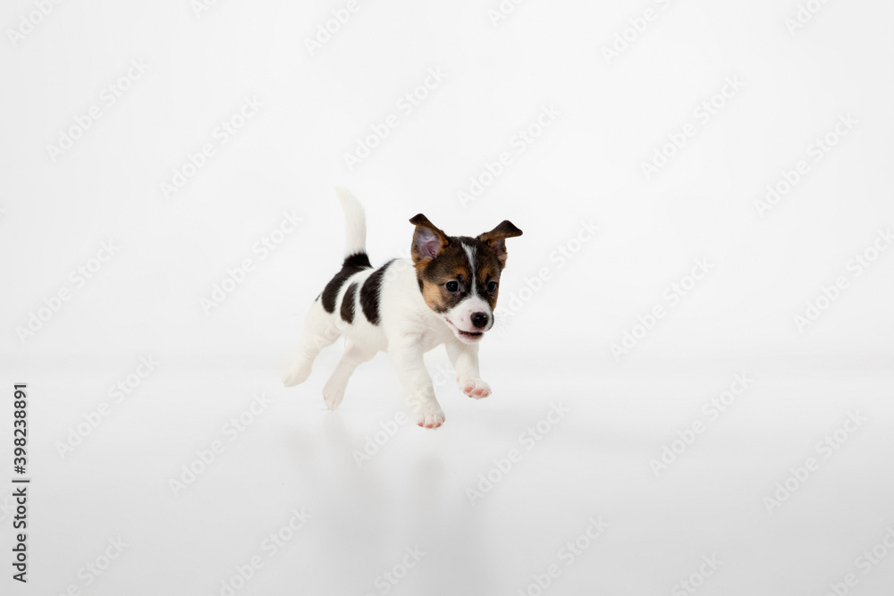 Little young dog posing cheerful. Cute playful brown white doggy or pet playing on white studio background. Concept of motion, action, movement, pets love. Looks delighted, funny. Copyspace for ad.