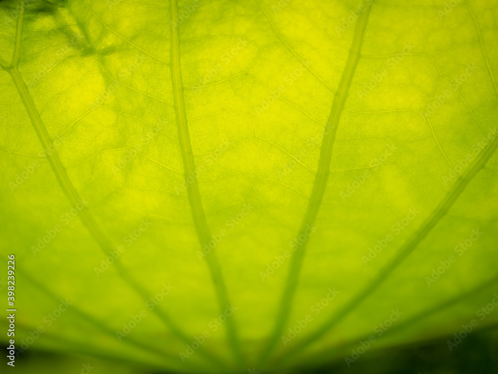 Abstract of The Branch Lines of The Lotus Leaf Abstract of The Branch Lines of The Lotus Leaf