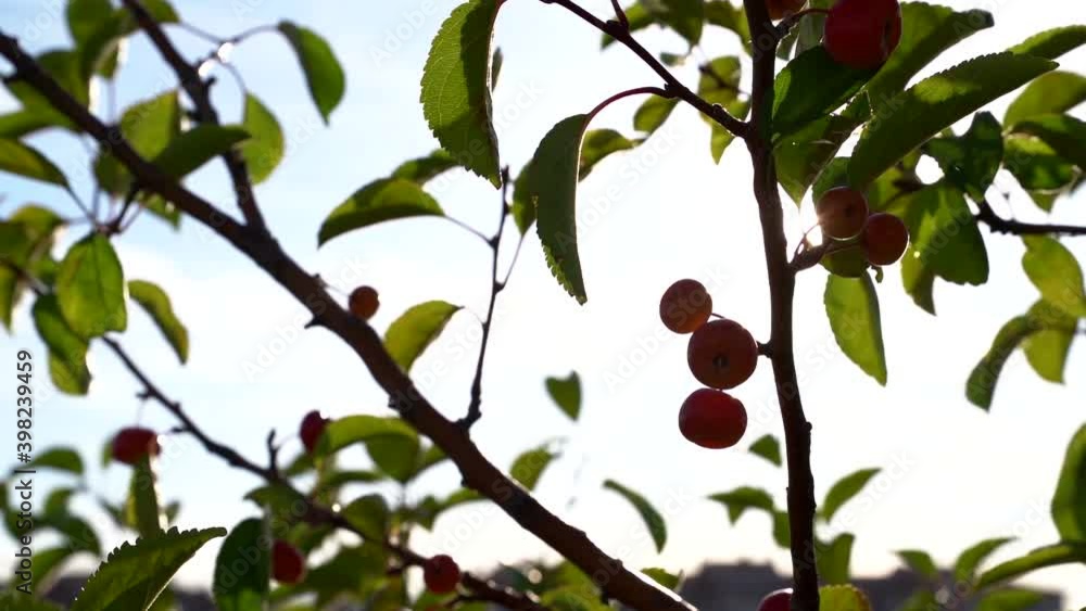 Red apples on an Apple tree branch, white sky background. A colorful outdoor photo on a Sunny day with a bunch of red apples on a branch. Red apples on an Apple tree branch, white sky background. A colorful outdoor photo on a Sunny day with a bunch of red apples on a branch.