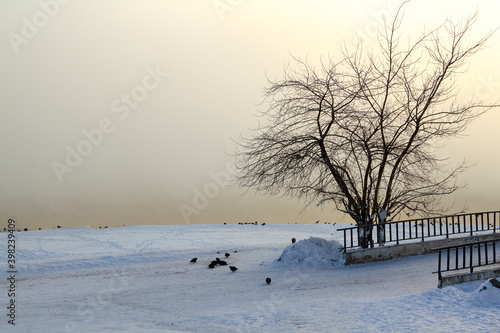 Early frosty morning. A lonely tree grows near the bridge against the background of fog from the river, winter landscape. Copy space.
