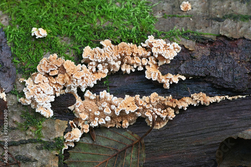 Steccherinum ochraceum, known as ochre spreading tooth, wild fungus from Finland photo