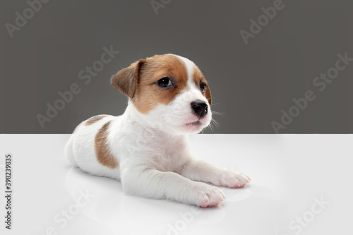 Little young dog posing serious. Cute playful brown white doggy or pet playing on gray studio background. Concept of motion, action, movement, pets love. Looks delighted, funny. Copyspace for ad.
