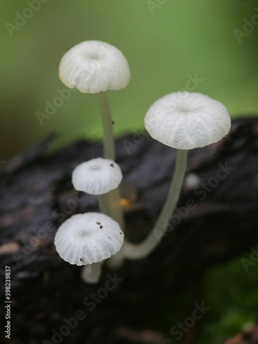 Delicatula integrella, also called Mycena integrella, tiny white mushroom from Finland with no common english name