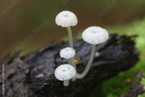Delicatula integrella, also called Mycena integrella, tiny white mushroom from Finland with no common english name