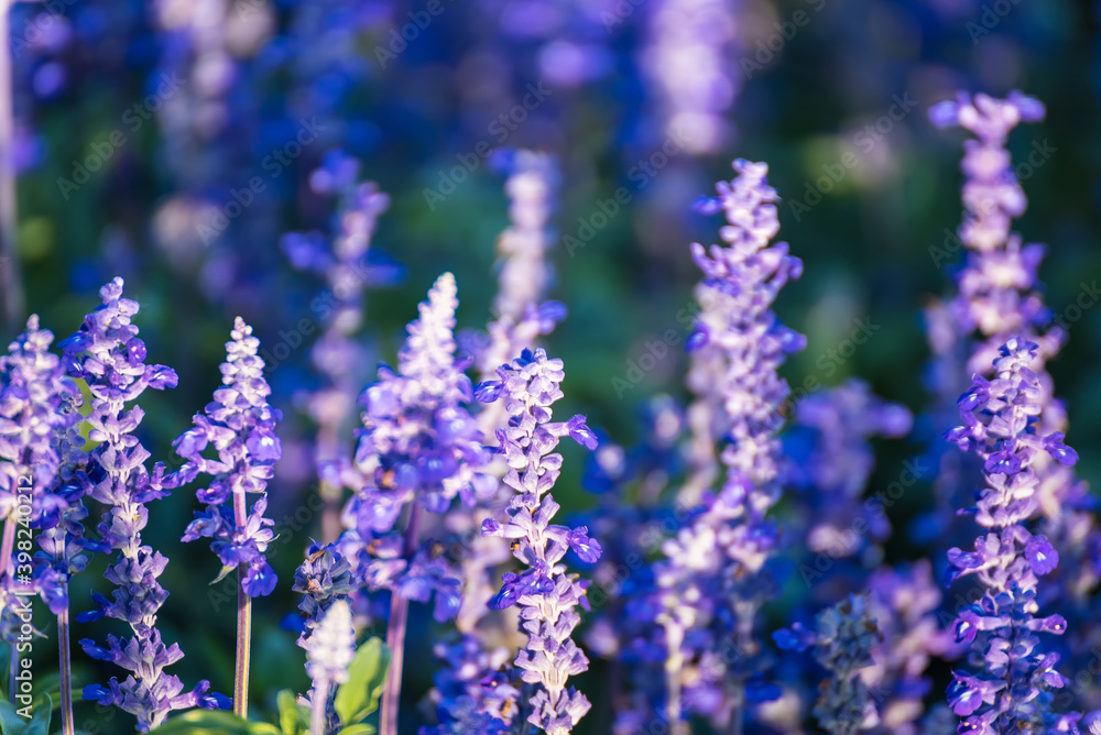 Close-up Of Purple Flowering Plants On Field Close-up Of Purple Flowering Plants On Field