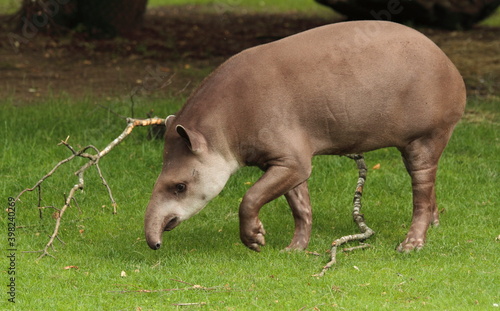 Tapir in his outdoor enclosure at the zoo