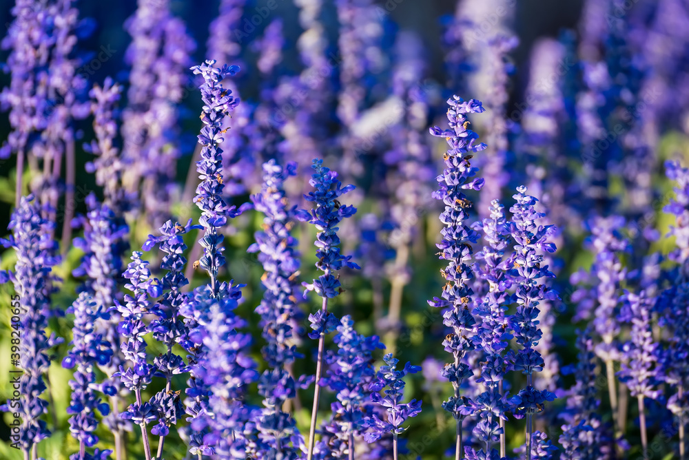 Obraz premium Close-up Of Purple Flowering Plants On Field