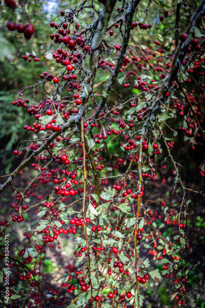 Red grapes in bloom