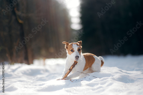 dog in winter plays with a stick. jack russell terrier in nature at snow