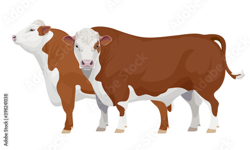 Farm animal - Bull. Hereford - The Best Beef Cattle Breeds. Vector Illustration.