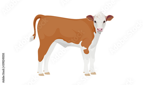 Farm animal - Calf. Hereford - The Best Beef Cattle Breeds. Vector Illustration.