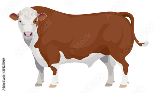 Farm animal - Bull. Hereford - The Best Beef Cattle Breeds. Vector Illustration.