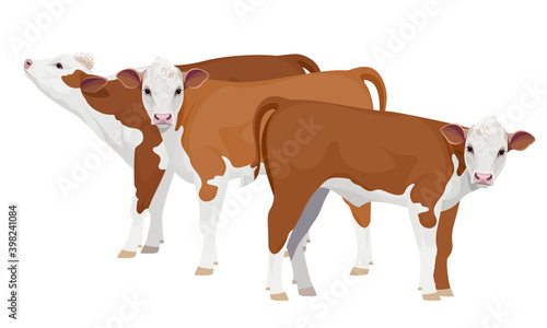 Farm animal - Calf. Hereford - The Best Beef Cattle Breeds. Vector Illustration.