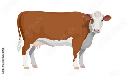 Farm animal - Cow. Hereford - The Best Beef Cattle Breeds. Vector Illustration.