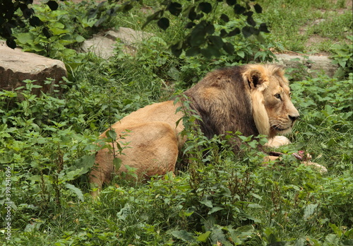 Lion in his kennel at the zoo © Lato-Pictures