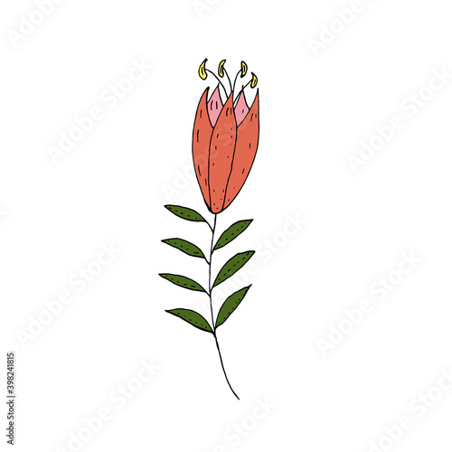 Wild flower on a white background. Vector illustration. Hand drawing.