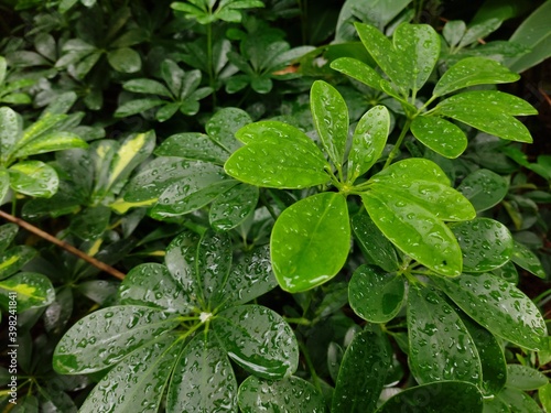 Wallpaper Mural leaves in the garden Torontodigital.ca